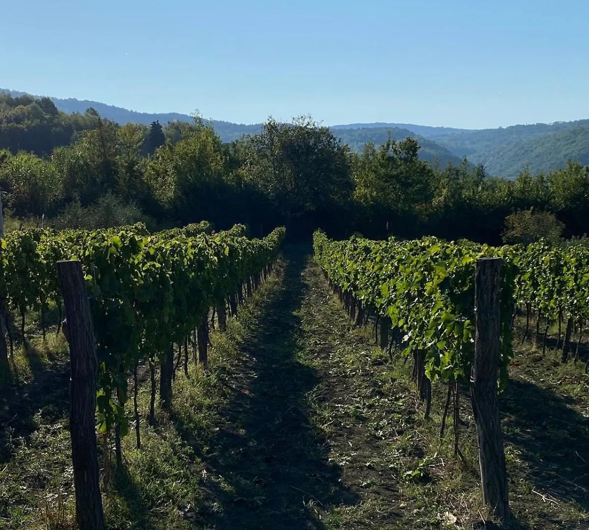 Villa Olivi - A Natural Paradise Near Motovun Brkac
